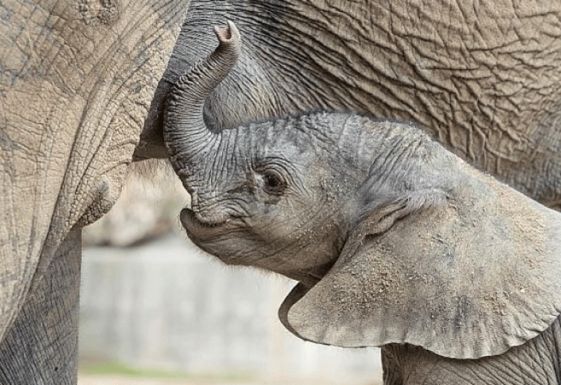 Na svijet došla prva beba afričkog slona u Beču