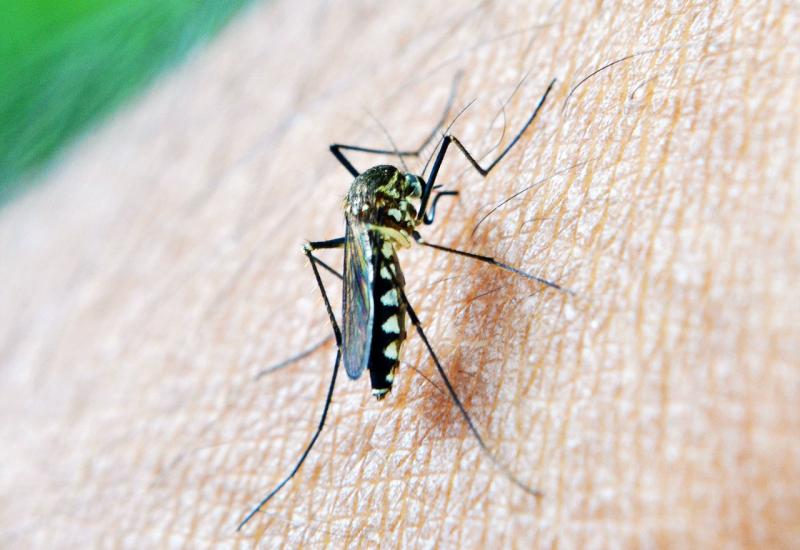 Otkriveno zašto komarci više 'jedu' neke ljude od drugih
