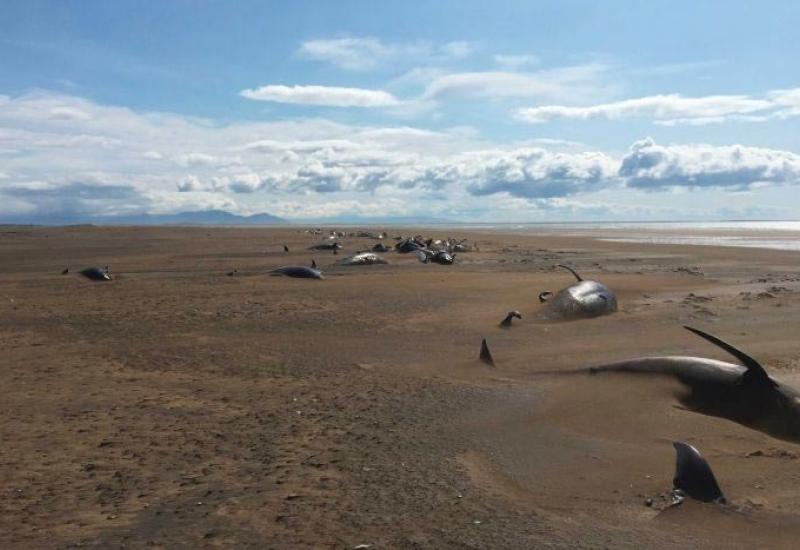  - Masovno uginuće kitova na Islandu