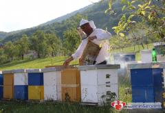 Slatka zarada: Ramski pčelar proda 700 kila meda bez problema