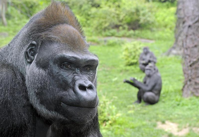 Gorile poput ljudi - Stvaraju složene društvene veze 