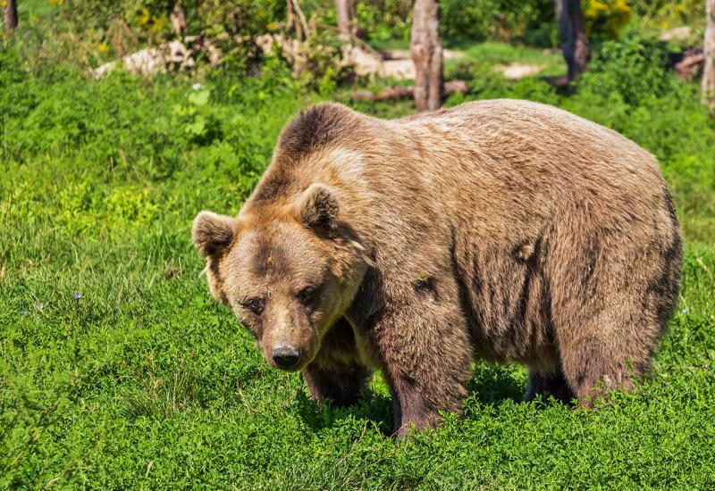 Macron zabranio medvjede iz Slovenije   
