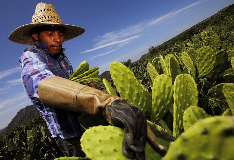 Može li meksički kaktus riješiti svjetski problem nerazgradive plastike?