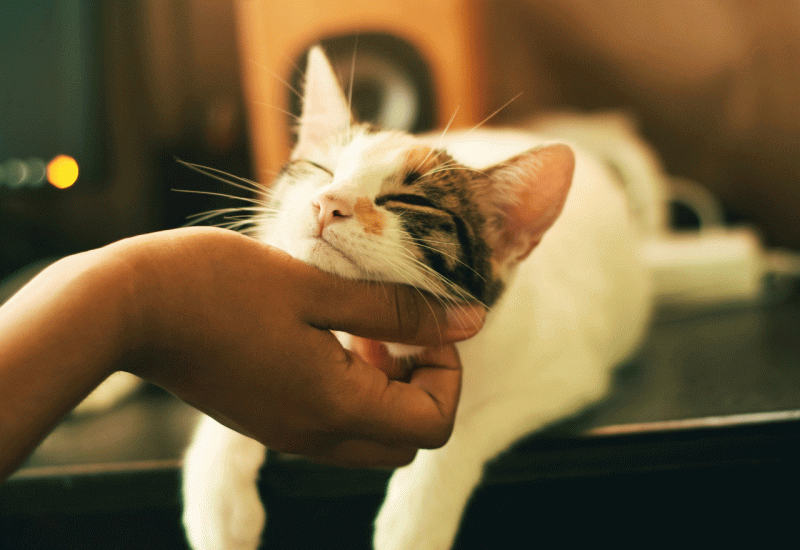 Zašto su mačke savršeni kućni ljubimci