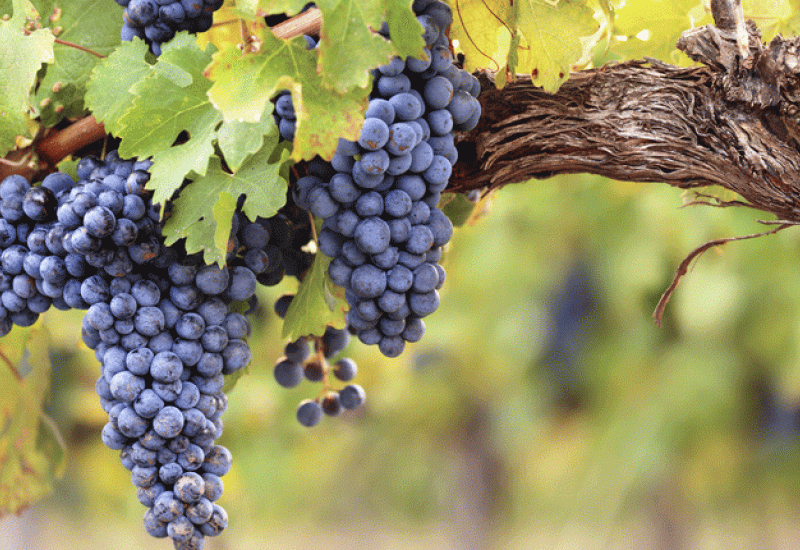 Preporuke za vinogradare u HNŽ-u: Vrijeme za dušično gnojivo