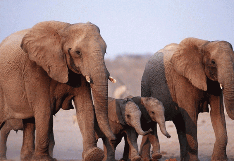 Slonovi - Svjetski dan slonova: Aktivisti pozivaju na ugroženost od lovokradica