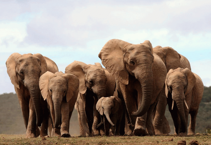 Svjetski dan slonova: Aktivisti pozivaju na ugroženost od lovokradica