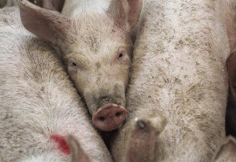 Pod okriljem noći zaražene svinje krijumčare se iz sjevernog dijela BiH u Hercegovinu