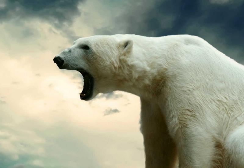 Među polarnim medvjedima uočeno sve više kanibalizma