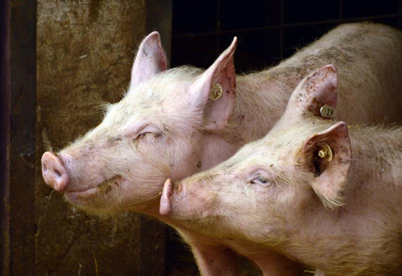 Kina zabranila uvoz svinja iz BiH zbog pojave afričke kuge