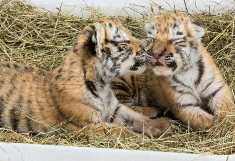 Tigrići Sangha i Kumal - Bečki zoološki vrt postao privremeni smještaj za dvije bebe tigrova