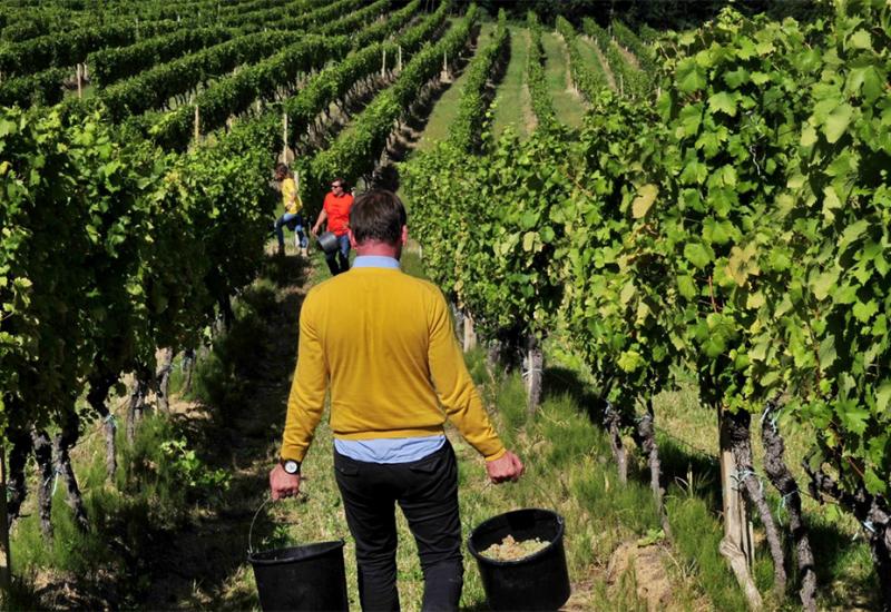 Polovica svjetskih vinograda može nestati ako se Zemlja zagrije za 2° C