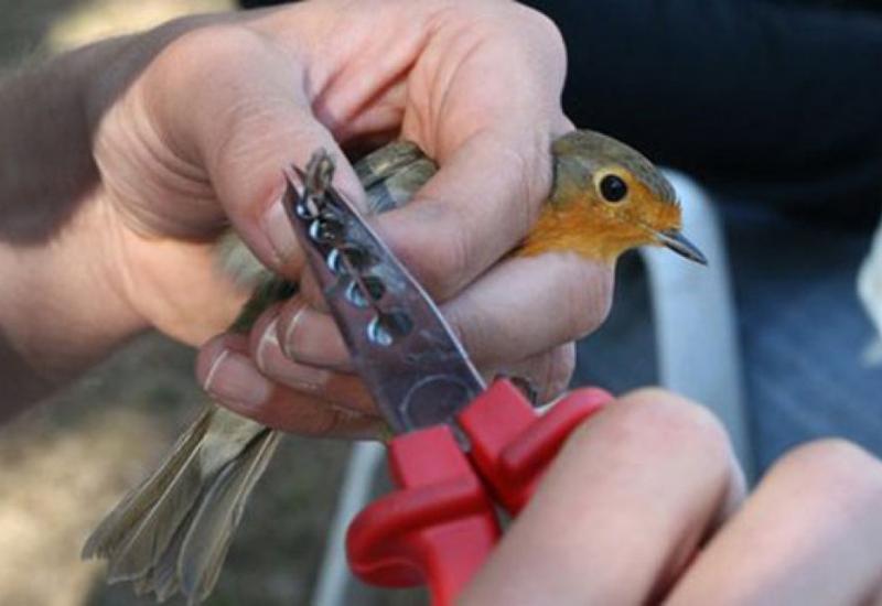 Čapljina: Ptice po prvi put dobile prstenje sa oznakom BiH