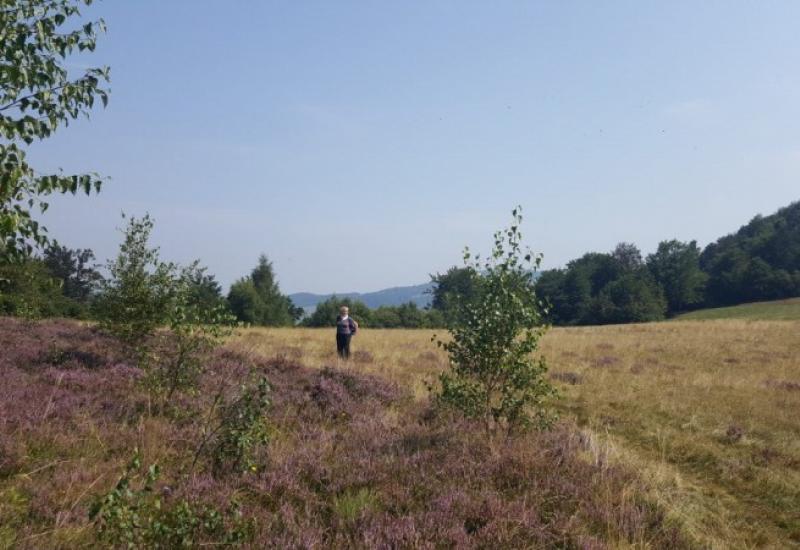Prostrani pašnjaci na visoravni Rostovo  - Prostranstva mirisnog vrijeska na Rostovu i Kalinu