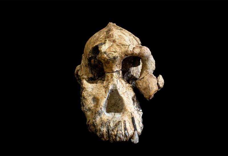 Pronađena lubanja drevnog ljudskog pretka