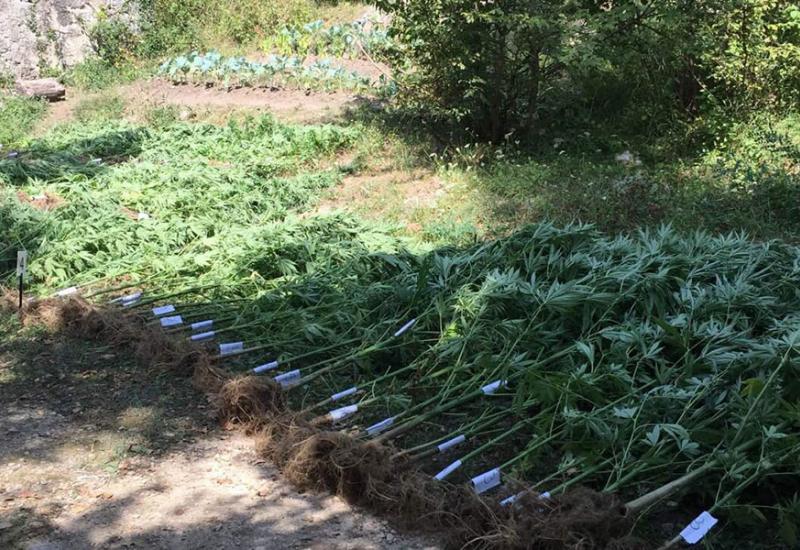 Otkriveni nasad marihuane u Posušju - U Posušju otkrivena plantaža trave: Uhićen dok je zalijevao biljke
