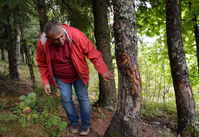Romić priča kako je sadnja šume trajala desetak dana zahvaljujući pomoći majke, brata i sestara - Psiholog Marko Romić zasadio šumu koja je postala oaza za stanište divljih životinja 