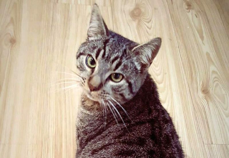 Mačak fotografiran prije nestanka - Mostar: Netko truje domaće životinje