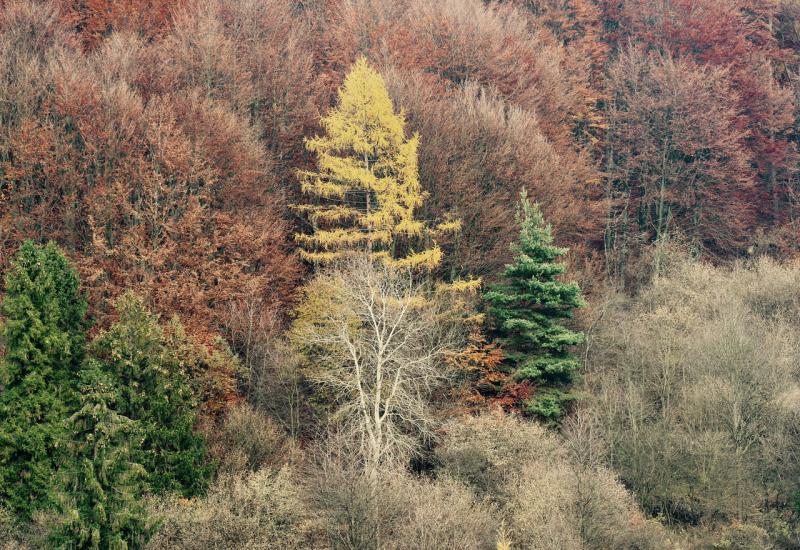 Ugroženo više od 50 posto endemskih europskih vrsta drveća