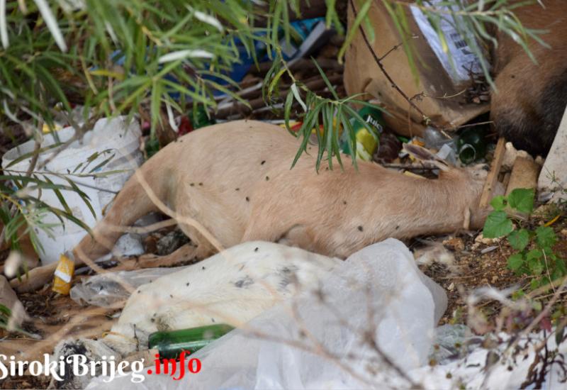 Na Mostarskom blatu bačeni deseci leševa uginulih životinja