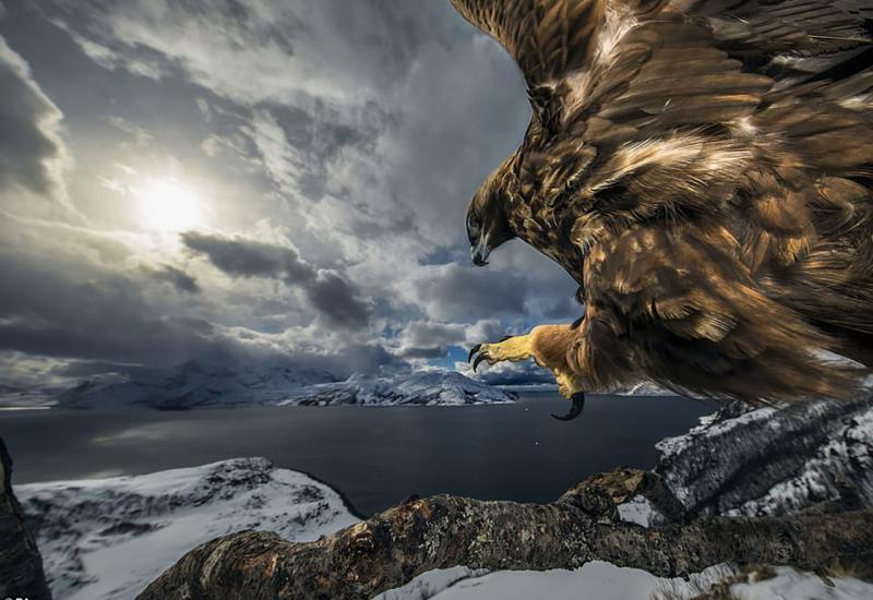 Zemlja orla - Zadivljujuće fotografije divljih životinja