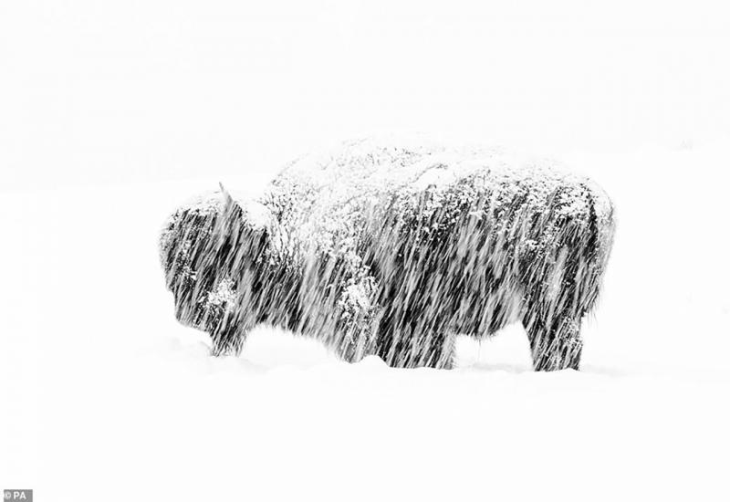 Izloženost snijegu - Zadivljujuće fotografije divljih životinja