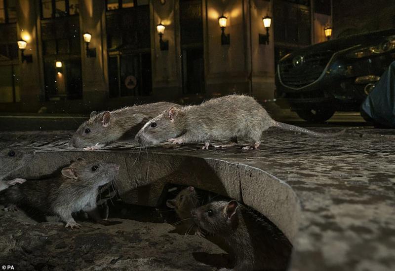 Čopor štakora - Zadivljujuće fotografije divljih životinja