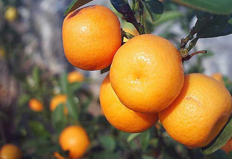 Neretvanske mandarine kao poklon Putinu