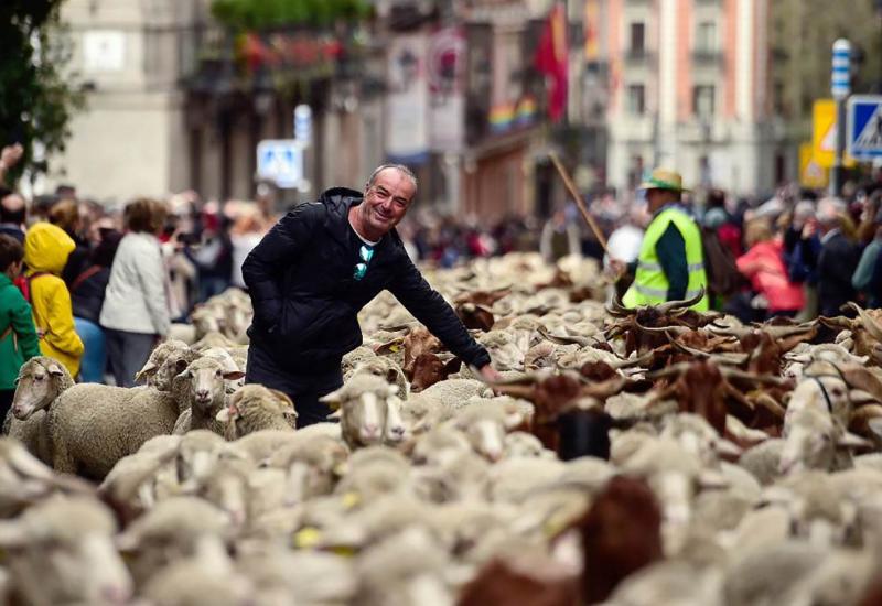 Na ulicama Madrida ovce zamijenile automobile
