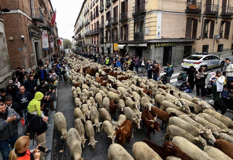 Ovce na ulicama Madrida - Na ulicama Madrida ovce zamijenile automobile
