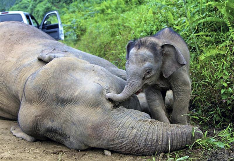 U Zimbabveu uginulo od gladi 55 slonova u dva mjeseca