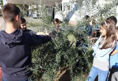 Mostar: Osnovci u dvorištu škole ubrali 30 kg maslina