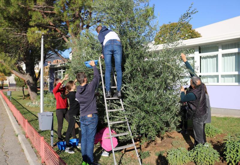 Mostar: Osnovci u dvorištu škole ubrali 30 kg maslina