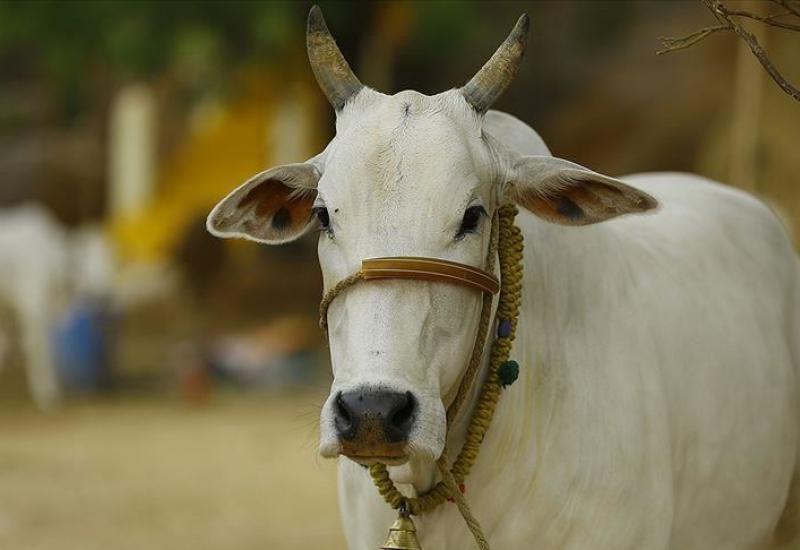  Bik u Indiji pojeo zlatni ukras od 40 grama