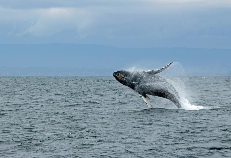 Sjevernoatlantski kitovi šapću svojoj mladunčadi