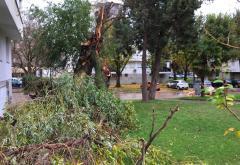 Čapljina: Vjetar srušio stablo u gradu; na selima stradali plastenici