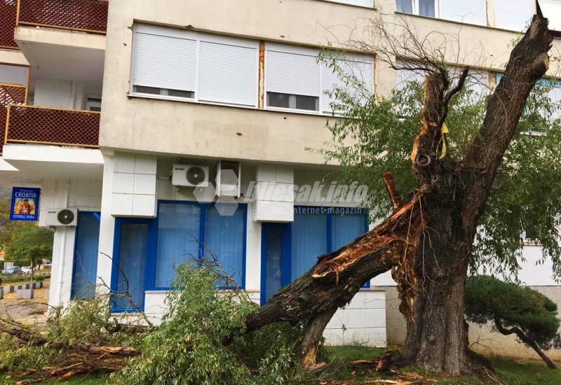 Vjetar srušio stablo u središtu Čapljine - Čapljina: Vjetar srušio stablo u gradu; na selima stradali plastenici