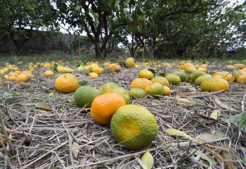 Enormna količina kiše uništava urod mandarina; neretvanski voćari očajni