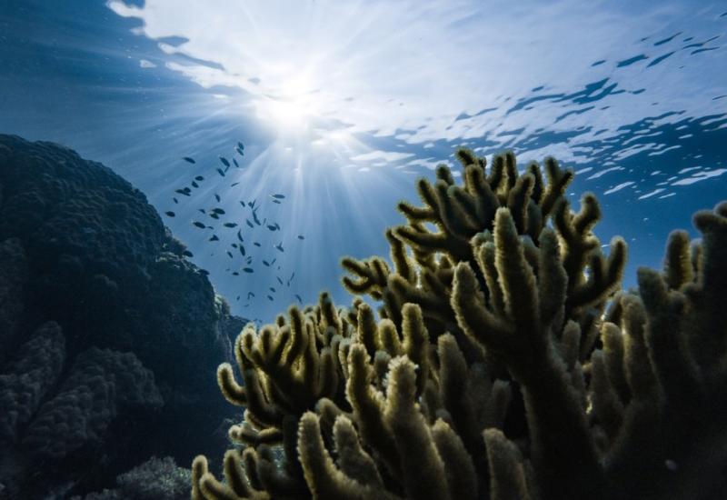 Oceanima nestaje kisika
