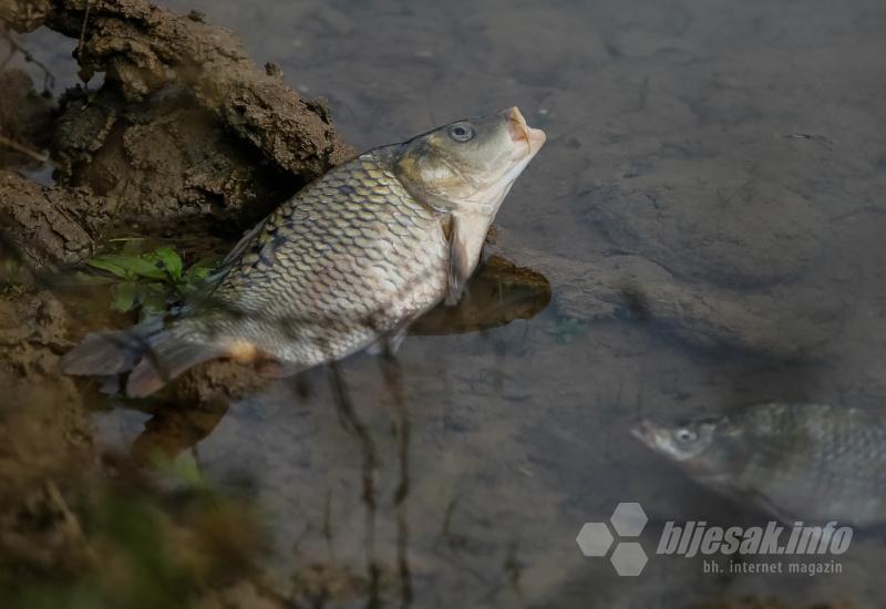 Mini hidrocentrala prouzokovala pomor ribe u Lašvi