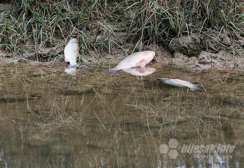 Pomor ribe na ušću Sušice u Neretvu