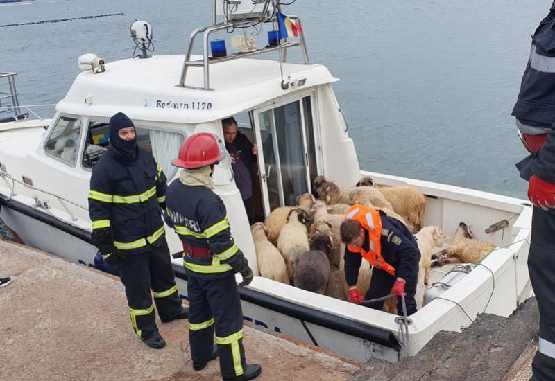 Spašavanje ovaca - Prevrnuo se brod s 14.000 ovaca