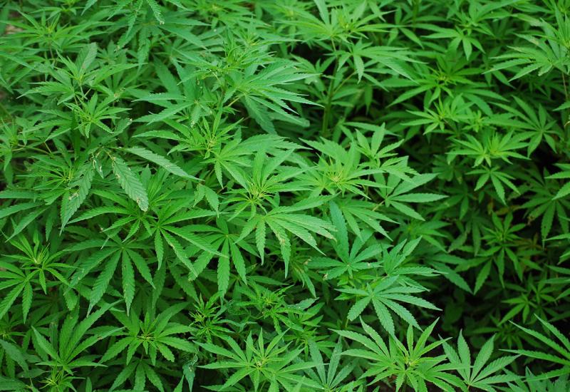 Konjic: Pronađeno 8 stabljika marihuane, uhićena jedna osoba