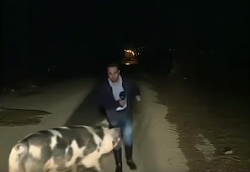 Novinara napala svinja pred kamerama