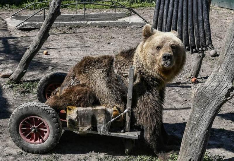 Uginuo Uško, prvi medvjed koji je koristio invalidska kolica