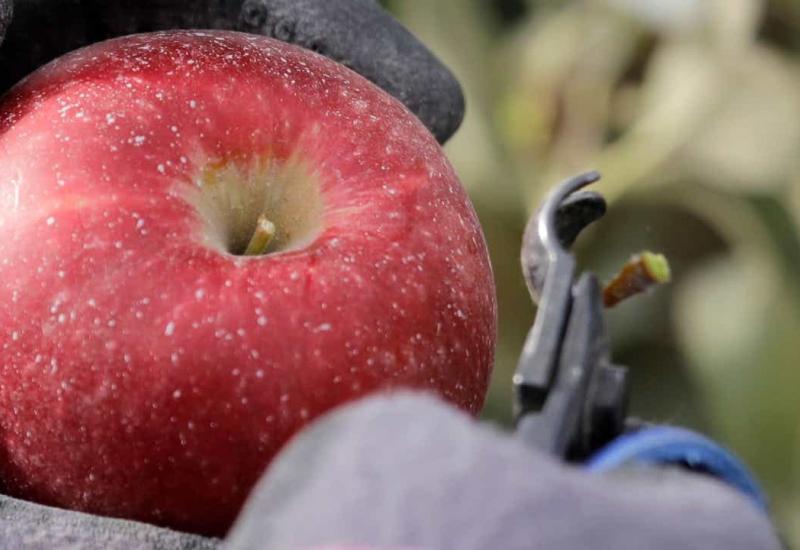 Napravljena nova sorta jabuka - u frižideru može trajati i do godinu dana