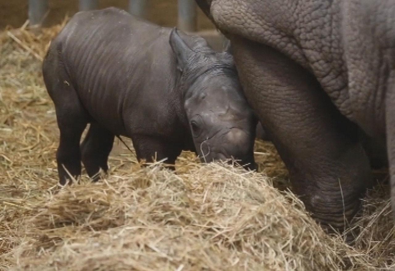 Сколько носорогов родилось в 2002 году. Бельгийский зоопарк. Носорог рожает человека. Зоопарк бельгийский зоопарк Пайри. Человеческий зоопарк в Бельгии.