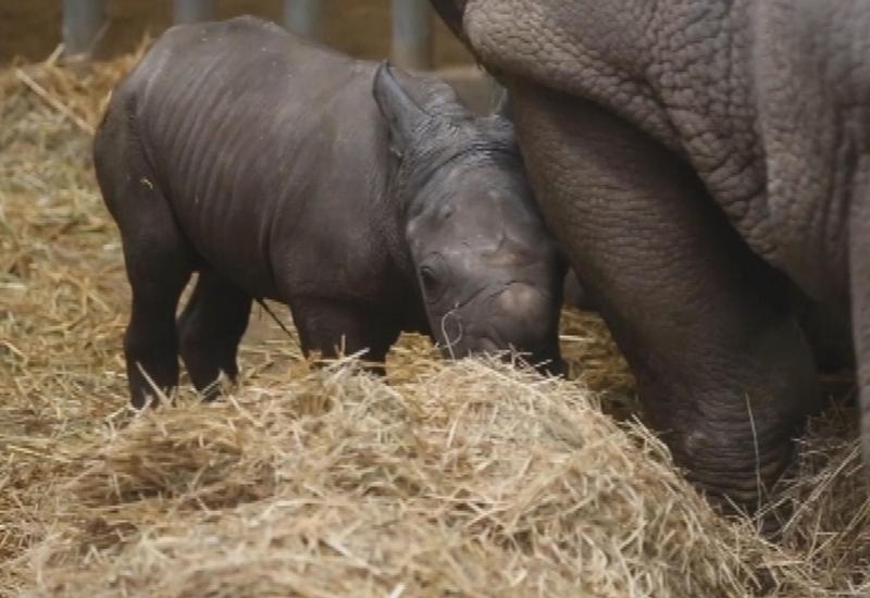 U belgijskom zoološkom vrtu na svijet došao bijeli nosorog
