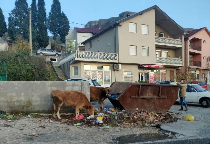 Mostar: Krava uginula zbog smeća?