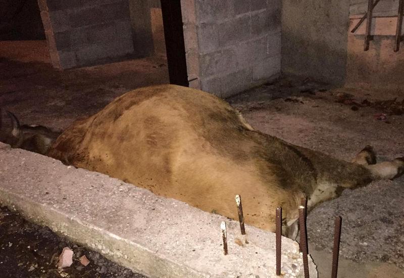 Krava uginula u dvorištu obiteljske kuće - Mostar: Krava uginula zbog smeća